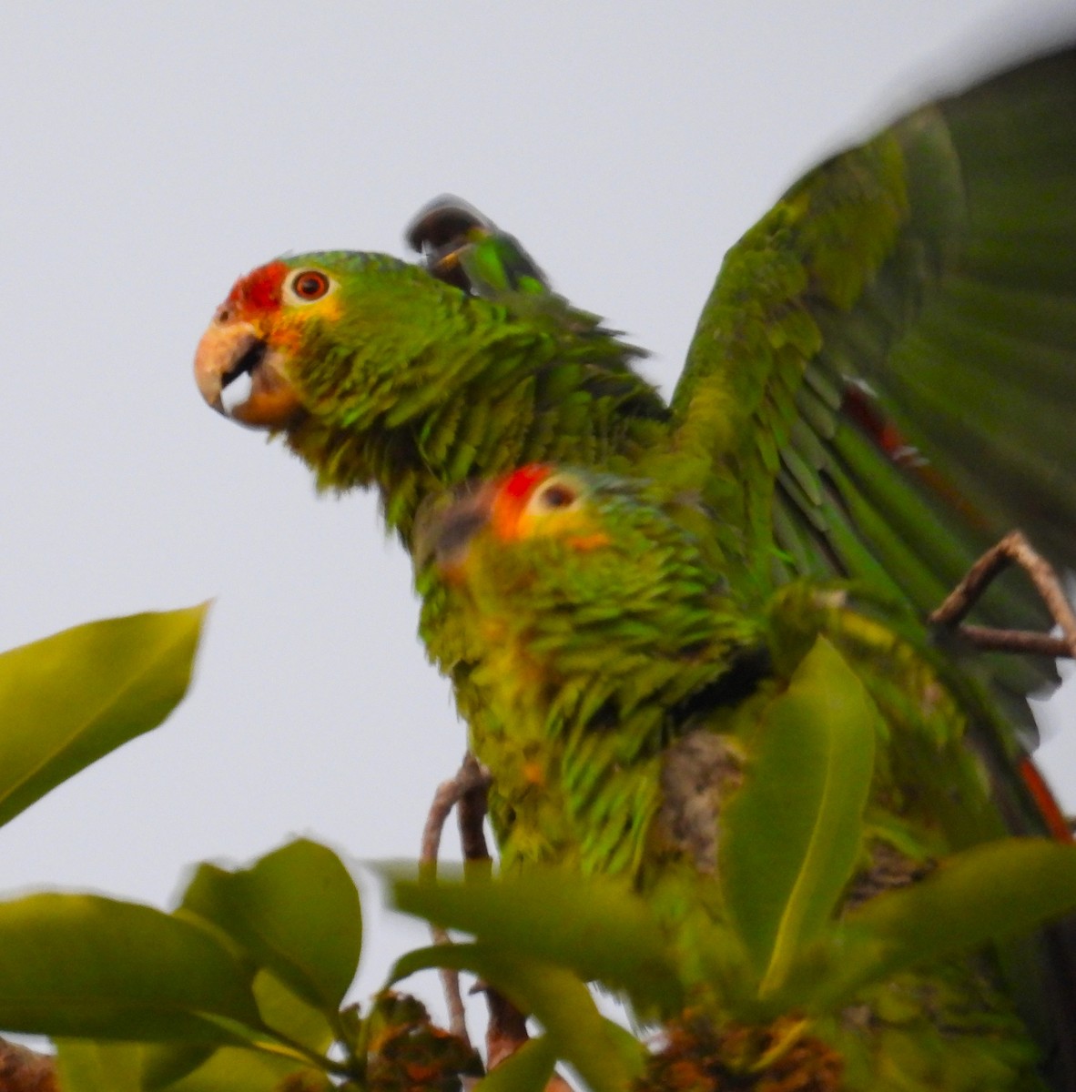 Red-lored Parrot - ML621658955
