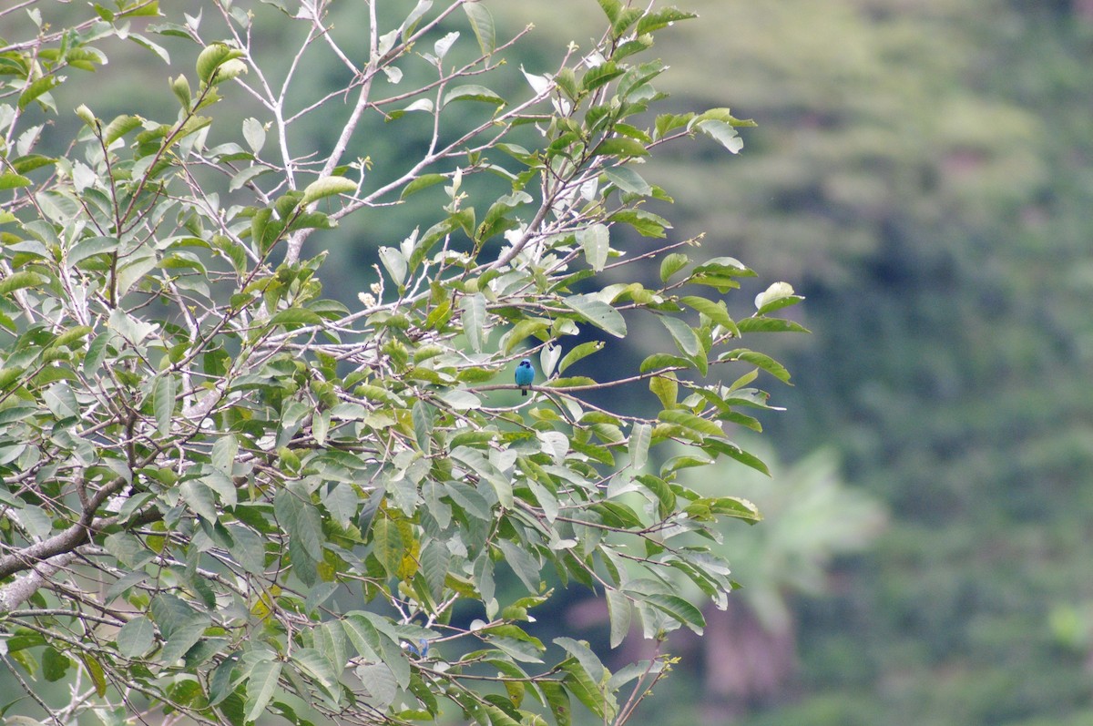 Turquoise Dacnis - ML621658991