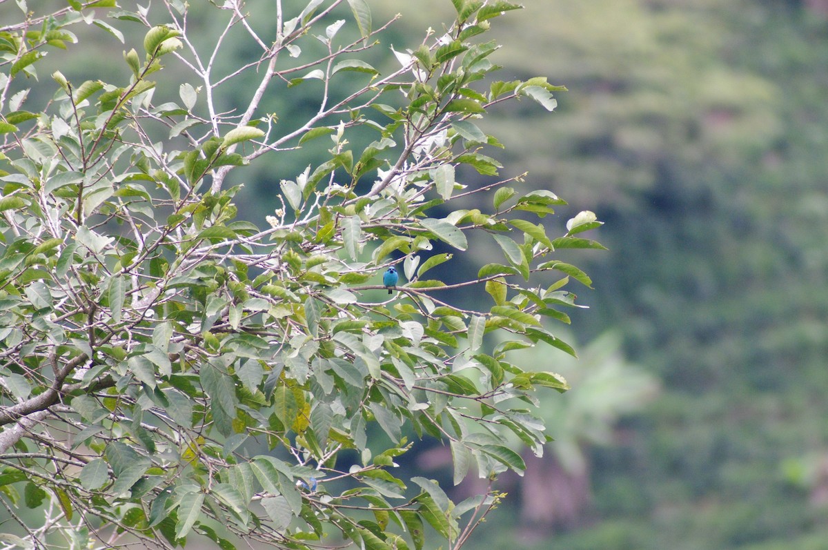 Turquoise Dacnis - ML621658993