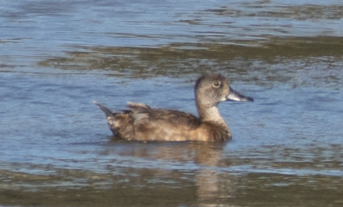 Ring-necked Duck - ML621659000