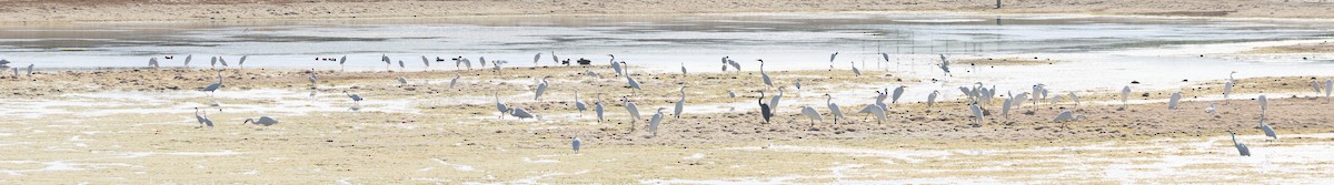 Great Egret - ML621659005