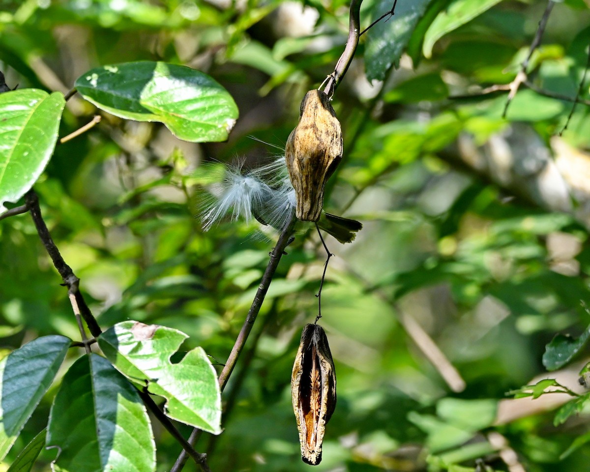 Schlichtnektarvogel - ML621659053