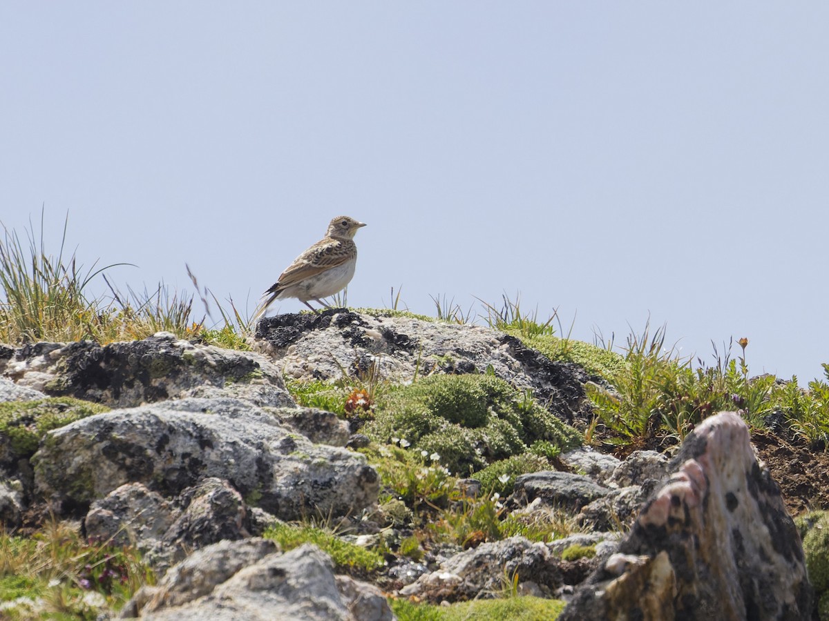 Horned Lark - Angus Wilson