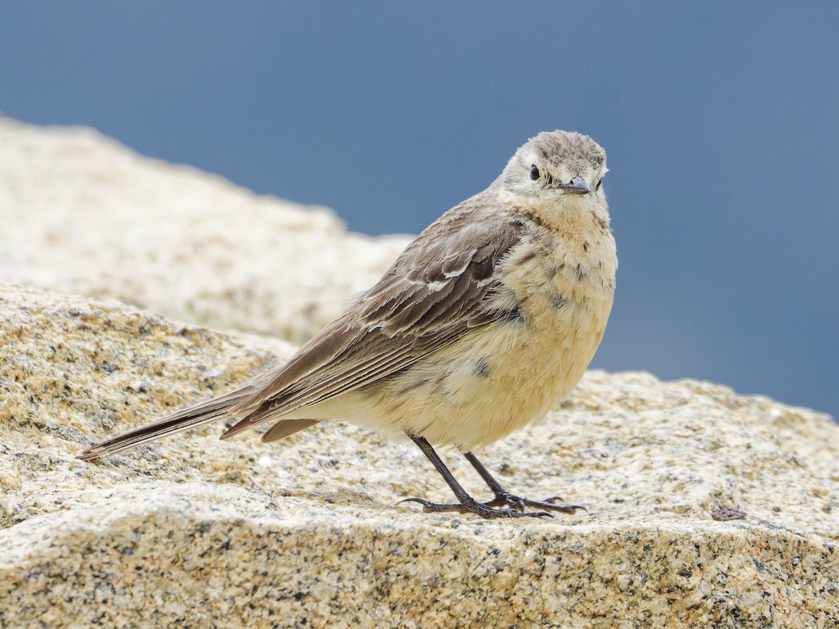 American Pipit - Angus Wilson