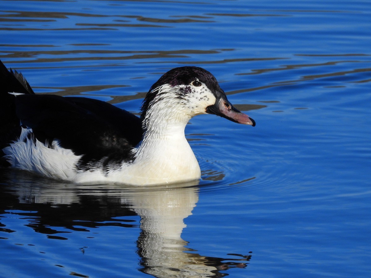 Muscovy Duck x Mallard (hybrid) - ML621659179