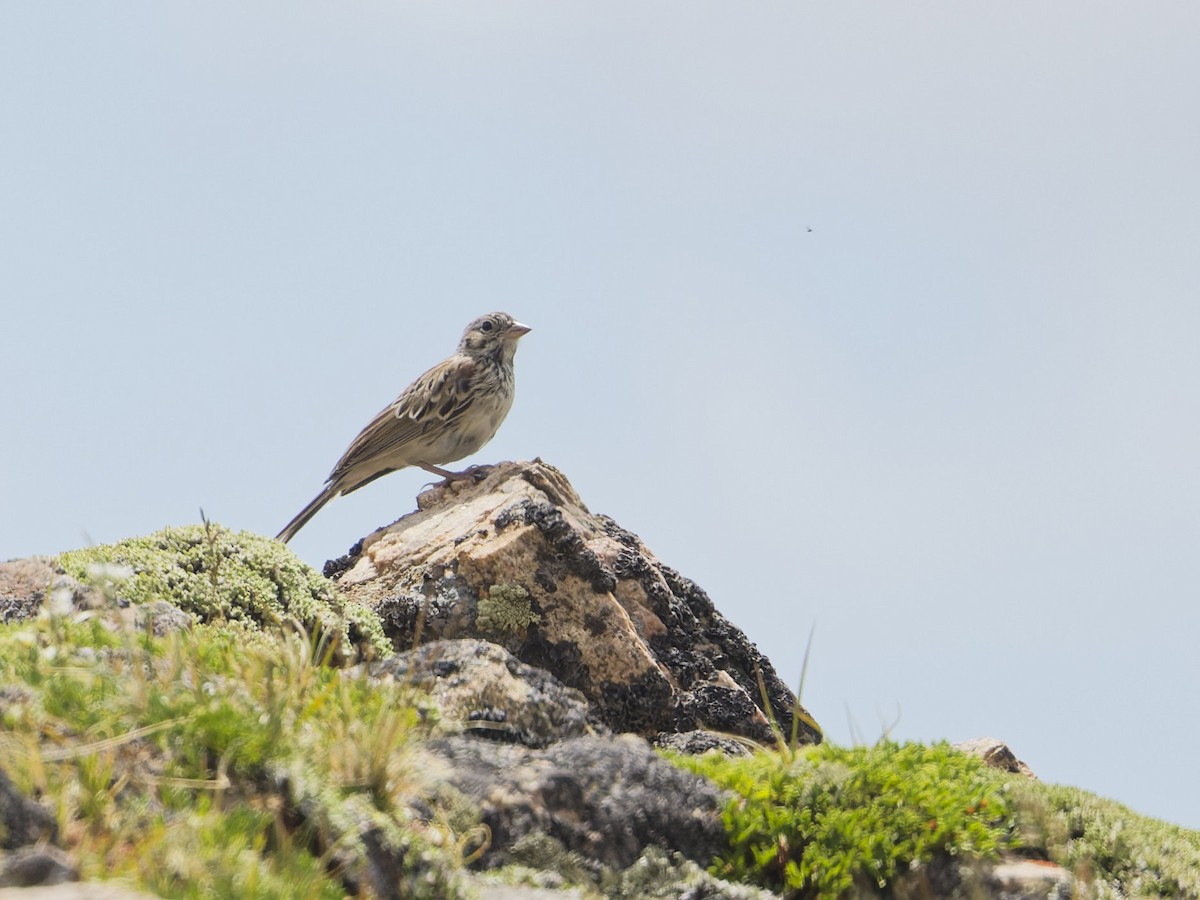 Vesper Sparrow - Angus Wilson