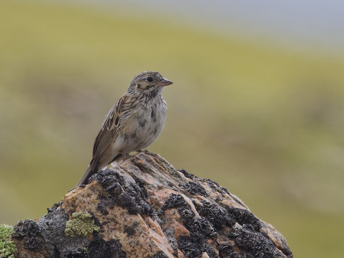 Vesper Sparrow - ML621659188