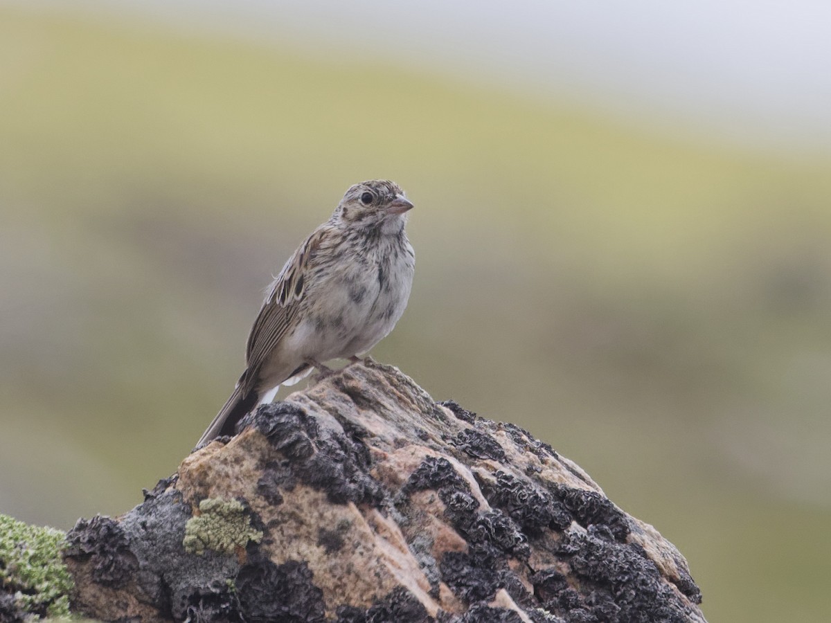 Vesper Sparrow - ML621659189