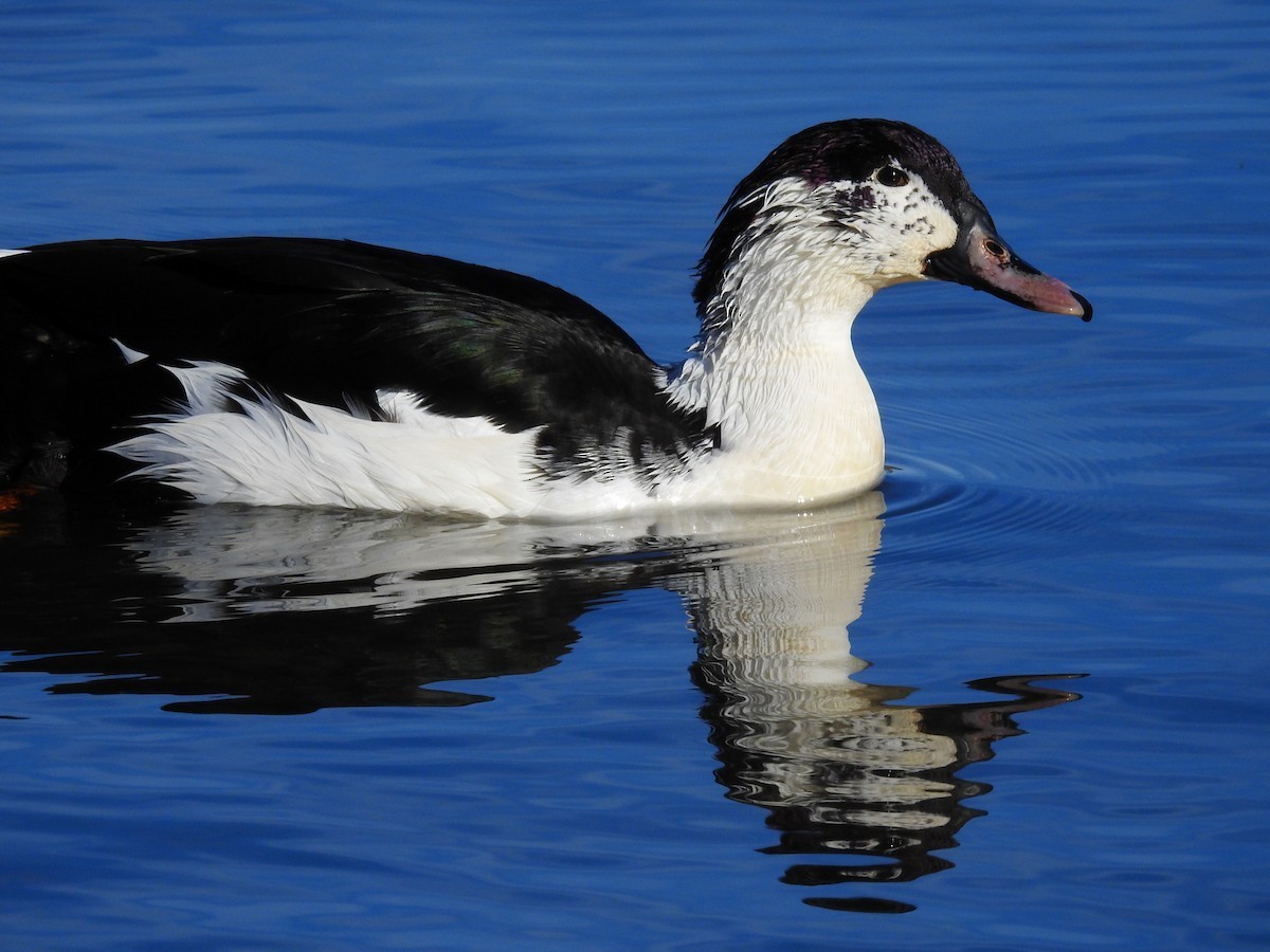 Muscovy Duck x Mallard (hybrid) - ML621659192