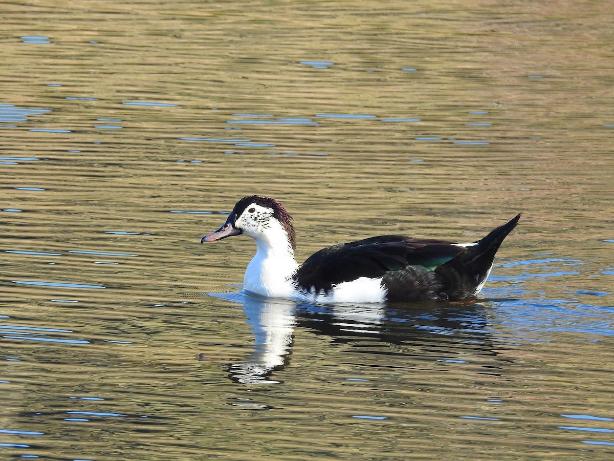 Muscovy Duck x Mallard (hybrid) - ML621659201