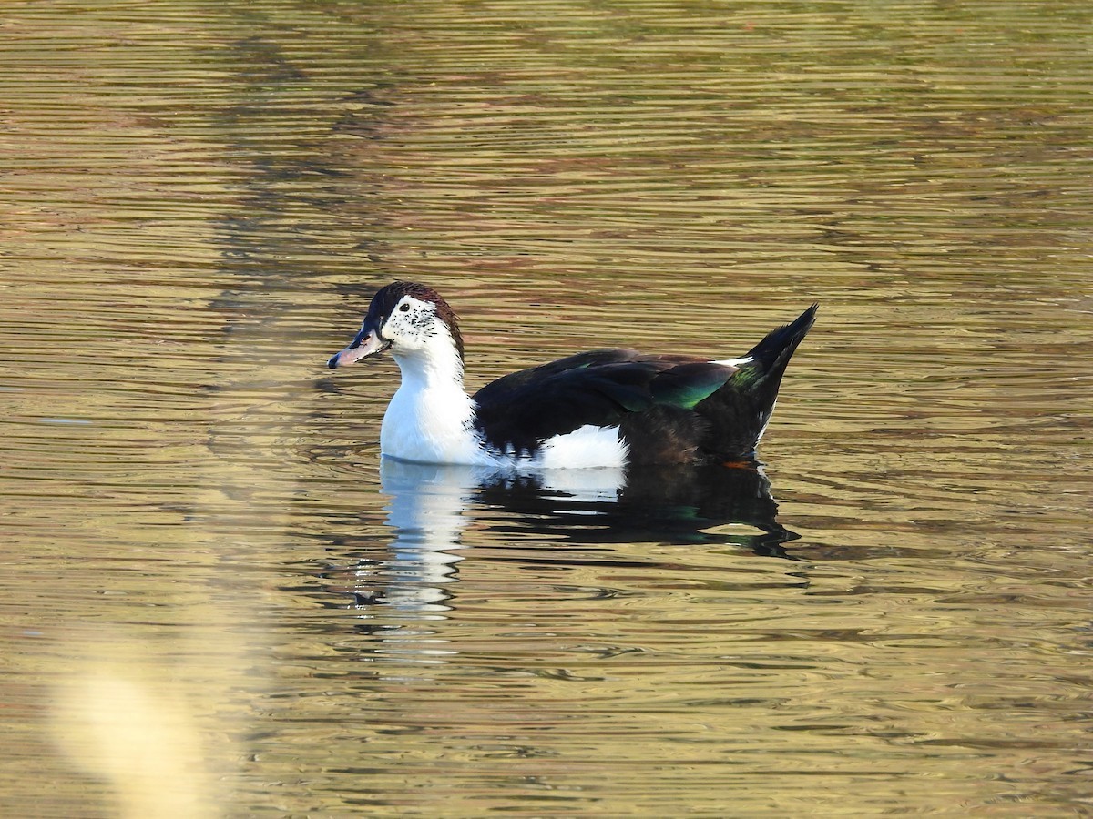 Muscovy Duck x Mallard (hybrid) - ML621659214