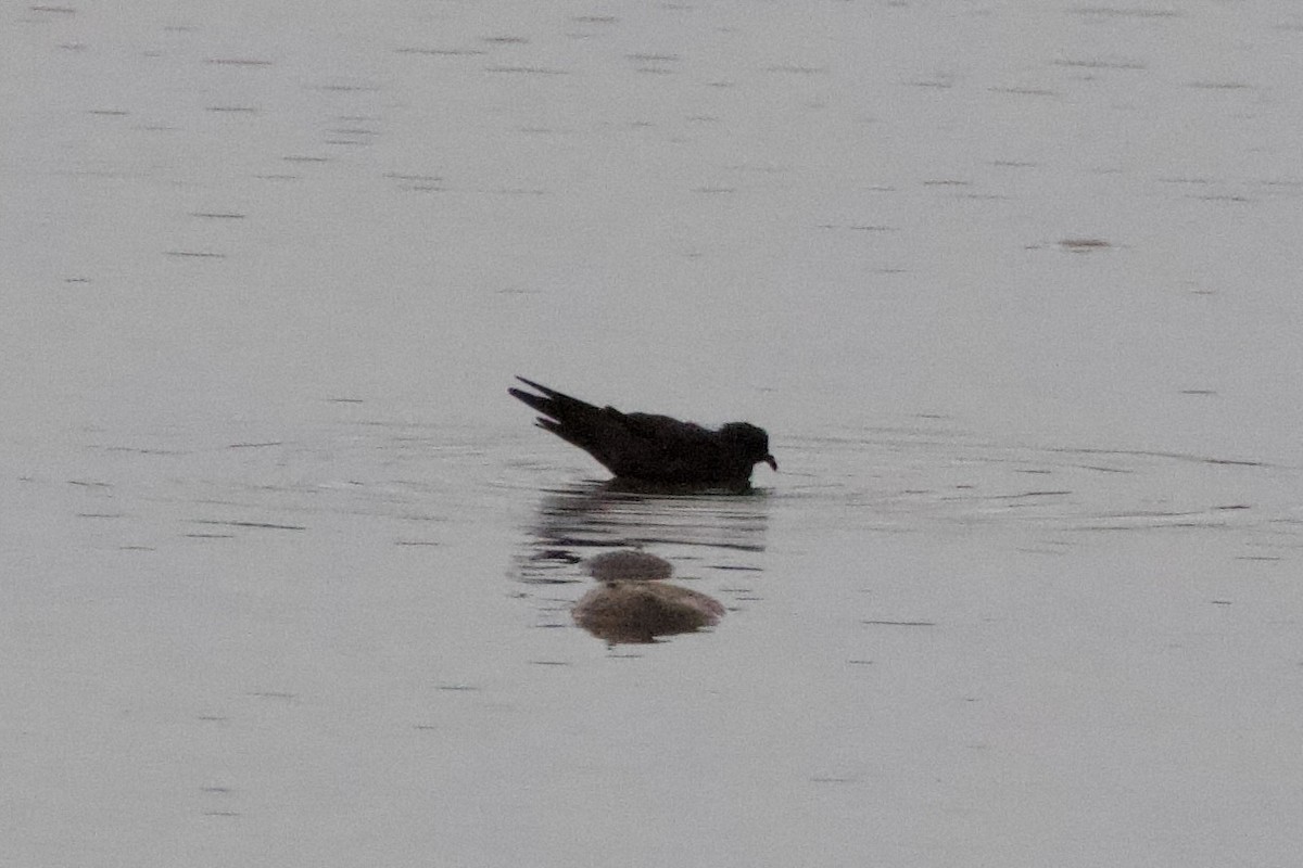 Wedge-rumped Storm-Petrel - ML621659232