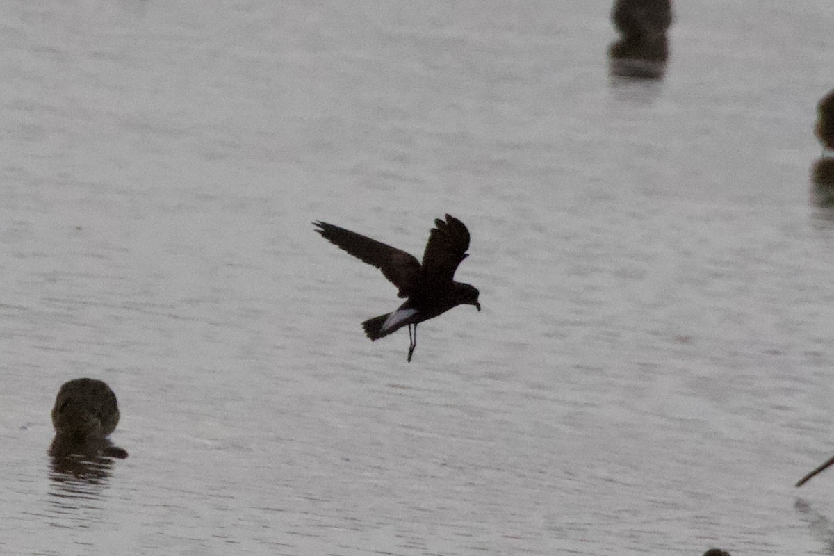 Wedge-rumped Storm-Petrel - ML621659233