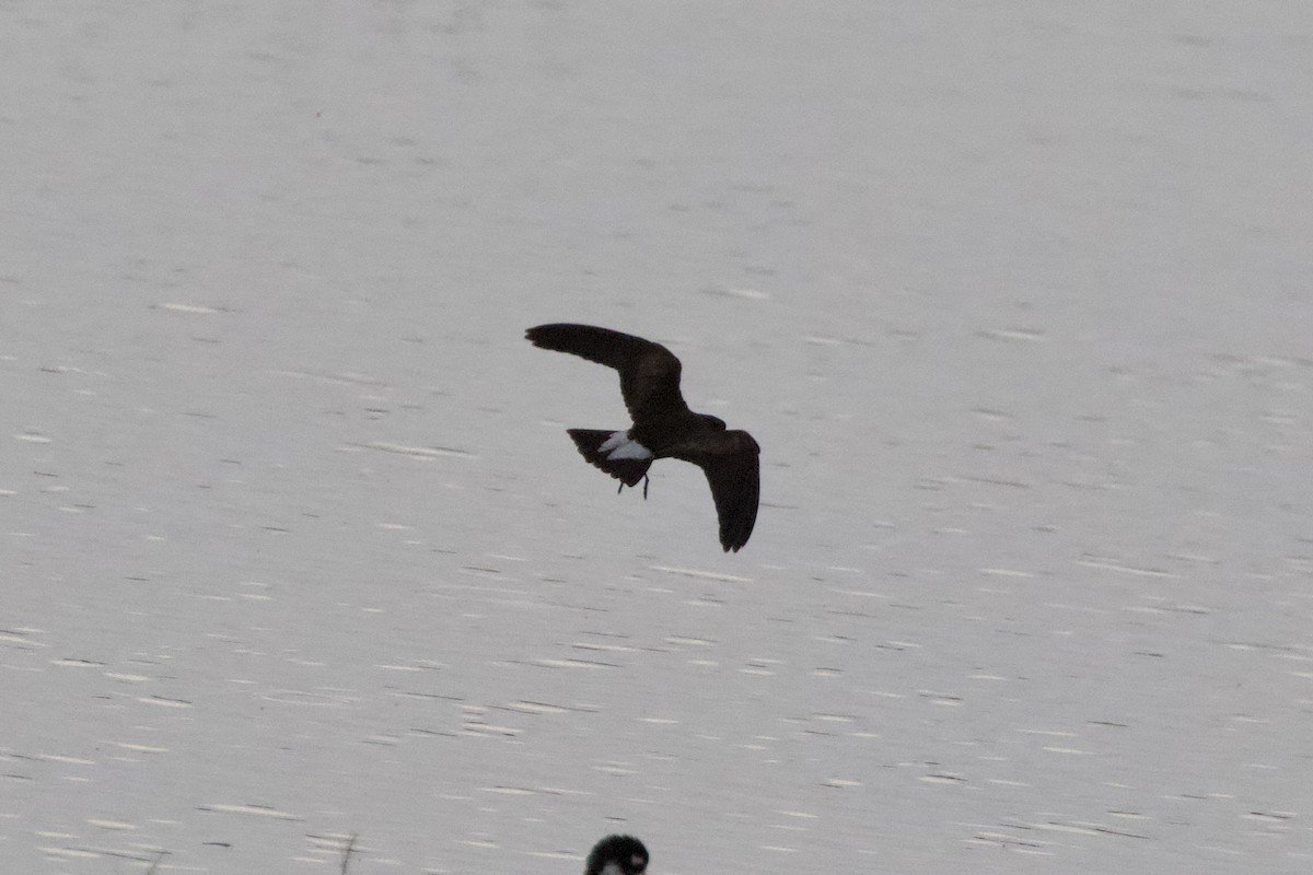 Wedge-rumped Storm-Petrel - ML621659234