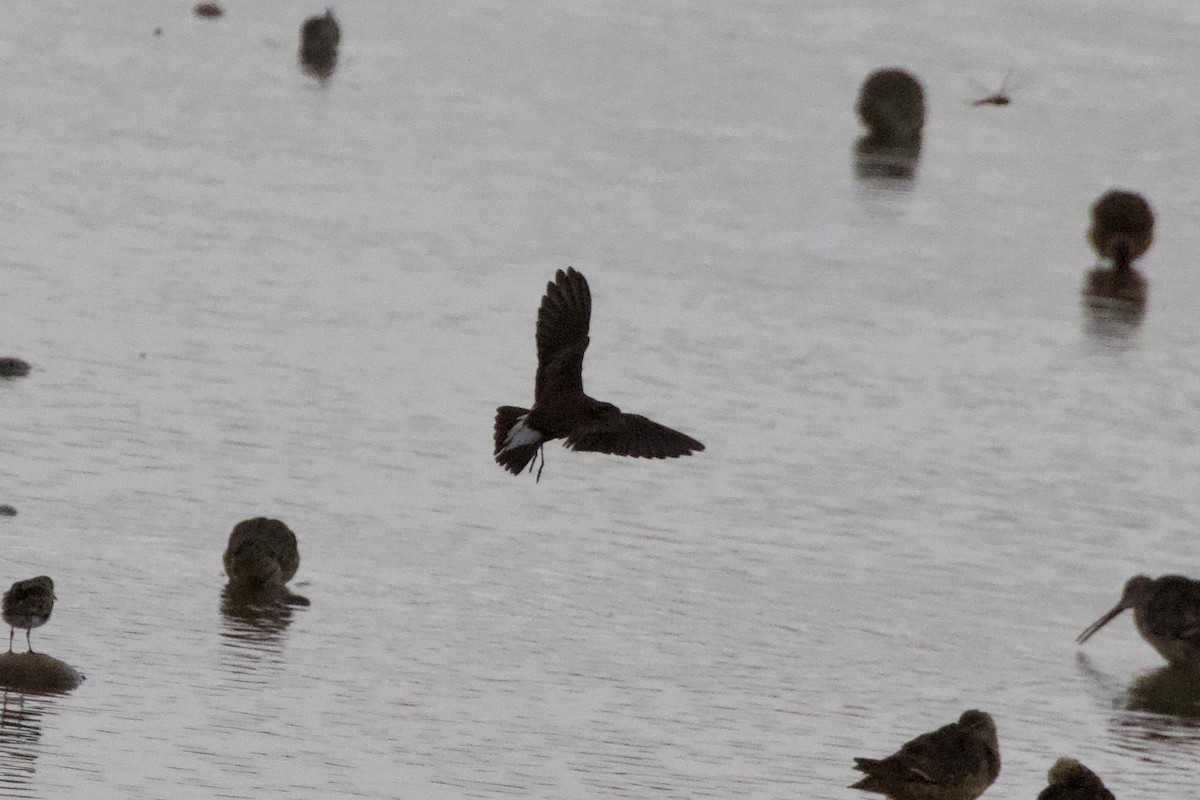 Wedge-rumped Storm-Petrel - ML621659235