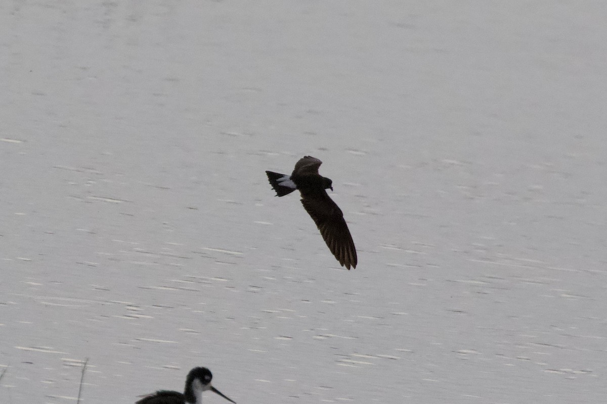 Wedge-rumped Storm-Petrel - ML621659236