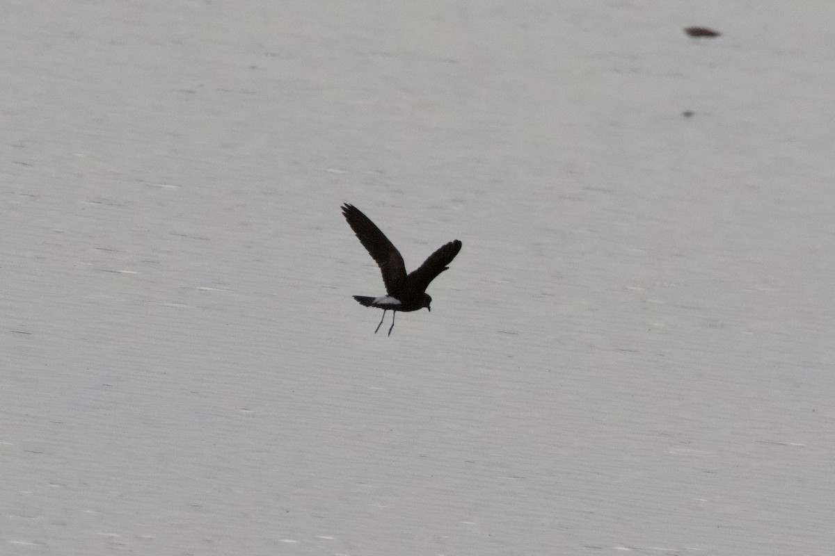 Wedge-rumped Storm-Petrel - ML621659237