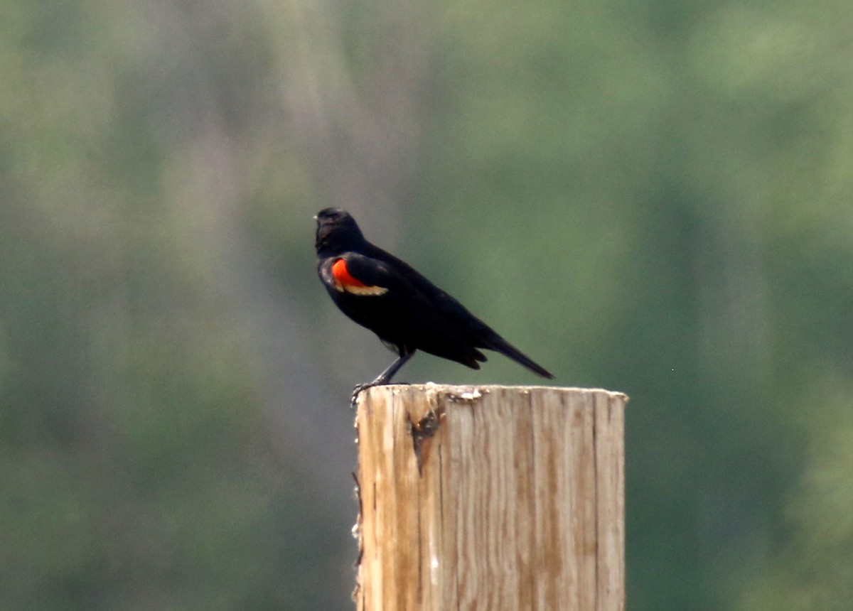 Red-winged Blackbird - ML621659258