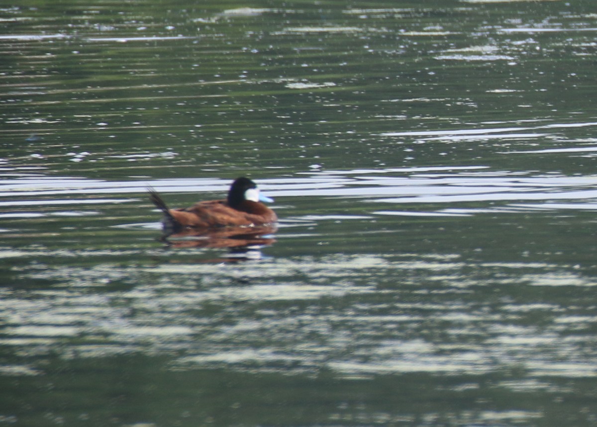 Ruddy Duck - ML621659287