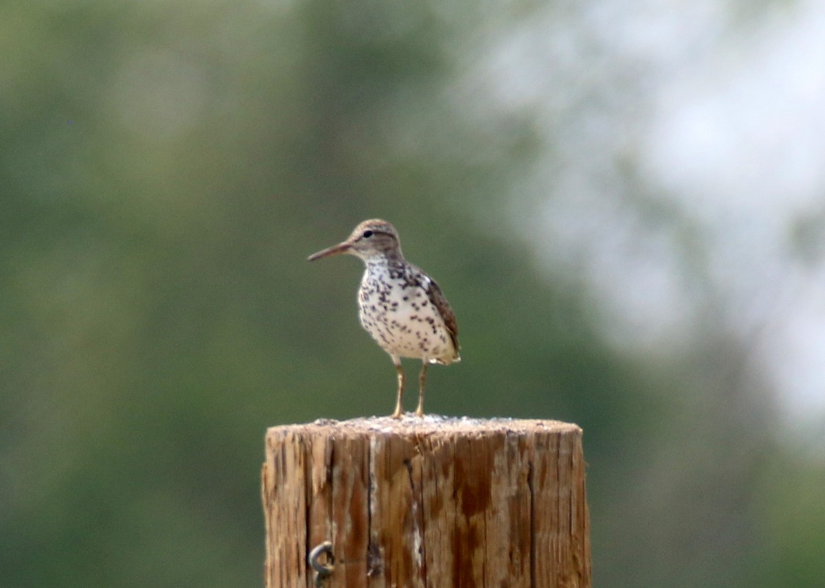 Spotted Sandpiper - ML621659294