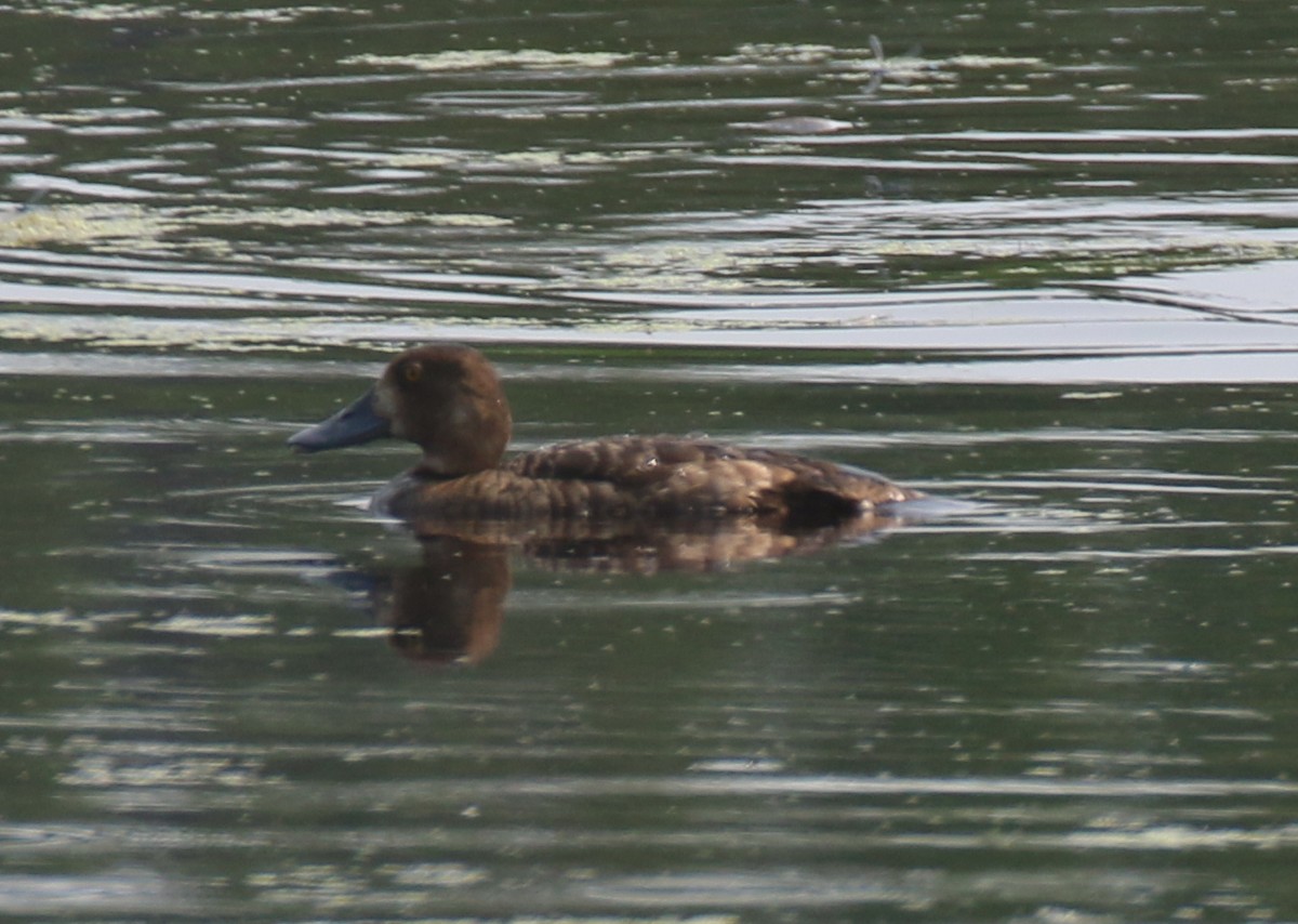 Ring-necked Duck - ML621659300