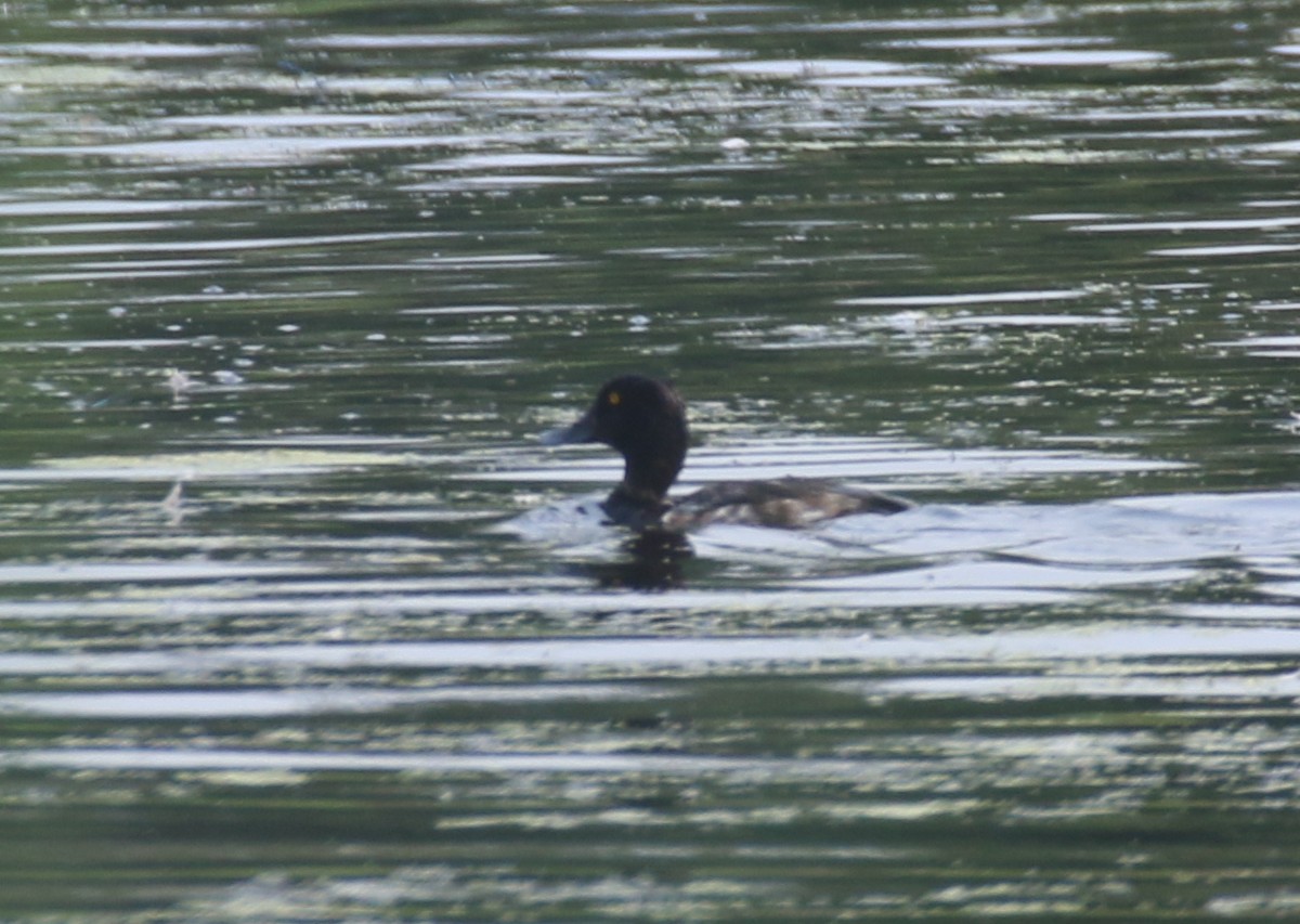 Lesser Scaup - ML621659303