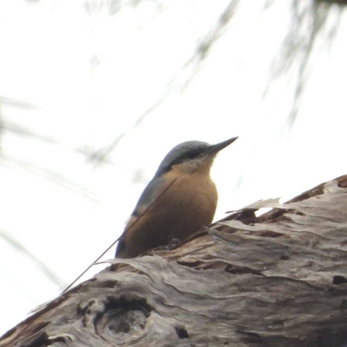 Burmese Nuthatch - ML621659306