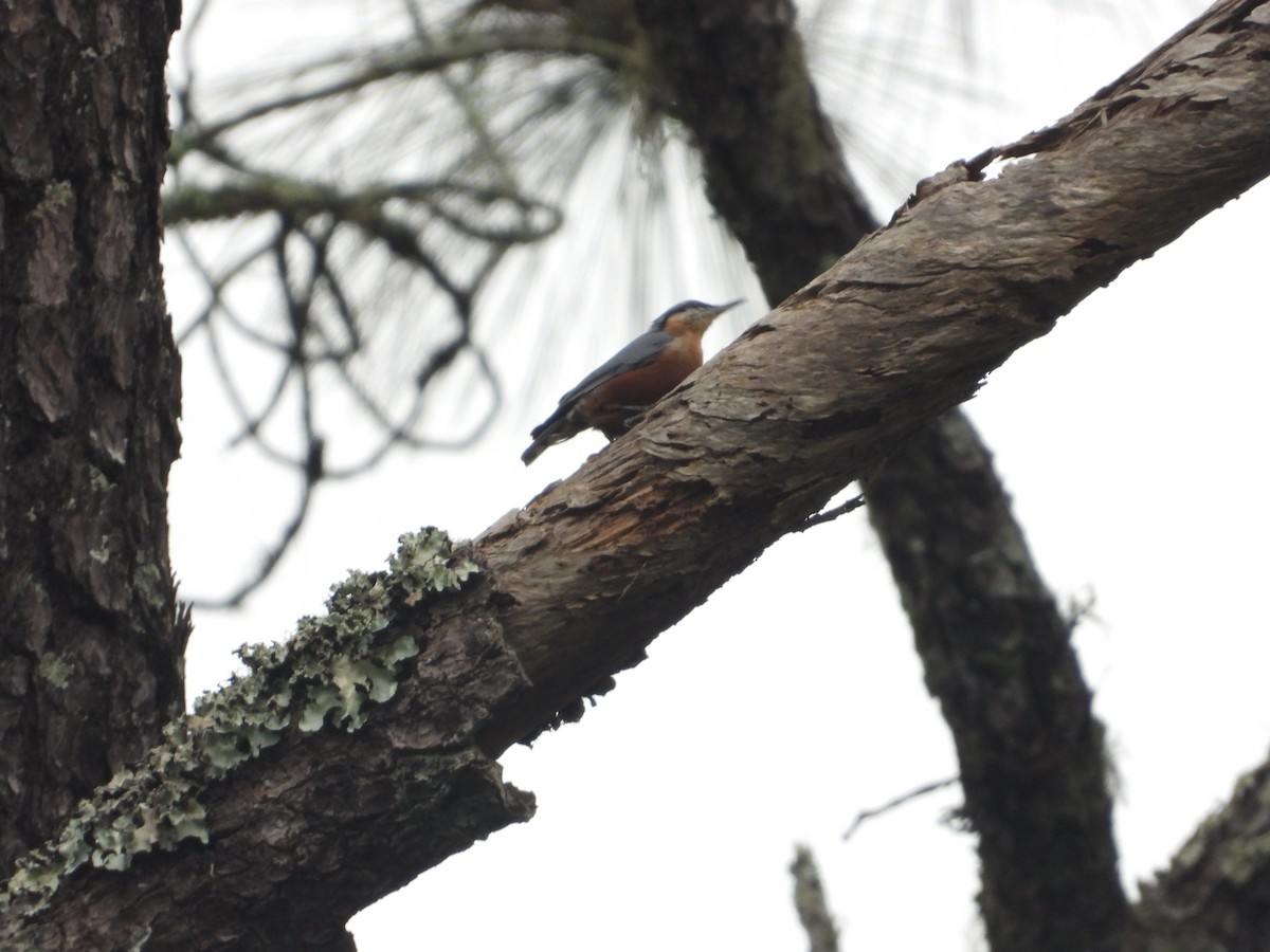 Burmese Nuthatch - ML621659307