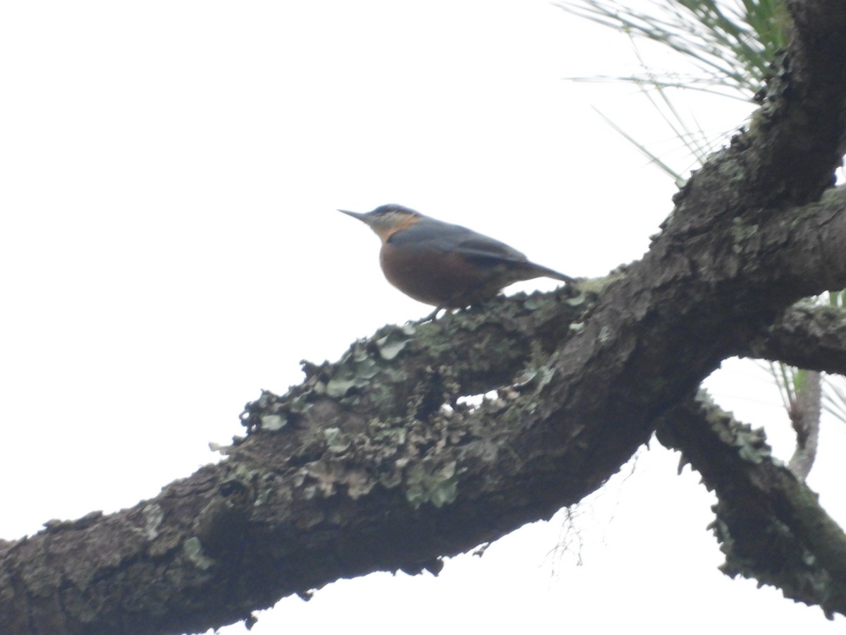 Burmese Nuthatch - ML621659344