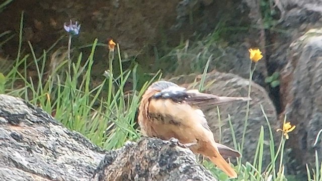 Rufous-tailed Rock-Thrush - ML621659390