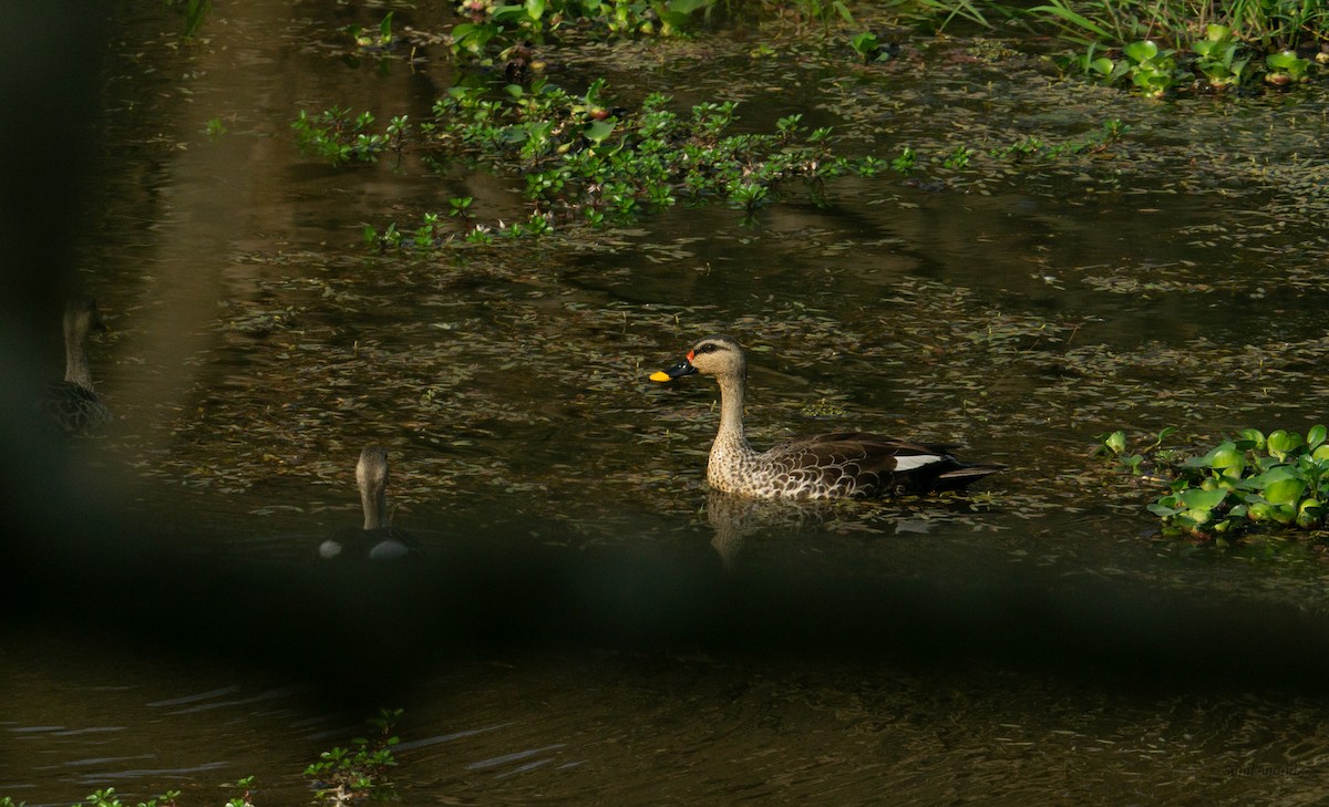 Indian Spot-billed Duck - ML621659391