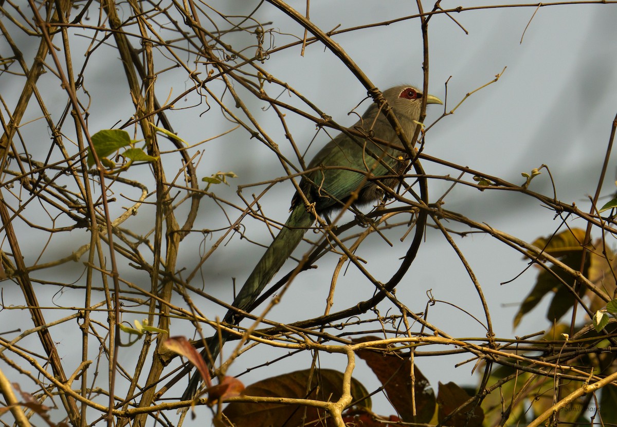 Green-billed Malkoha - ML621659396