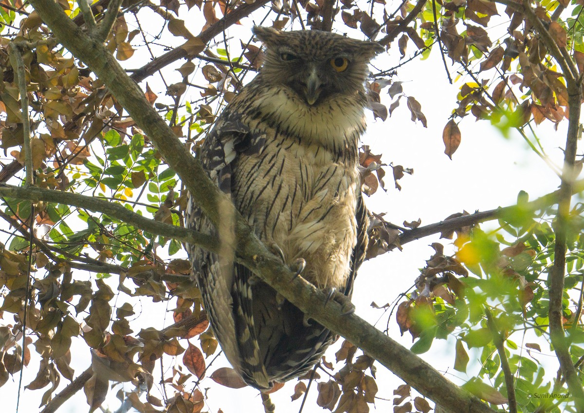 Brown Fish-Owl - ML621659416