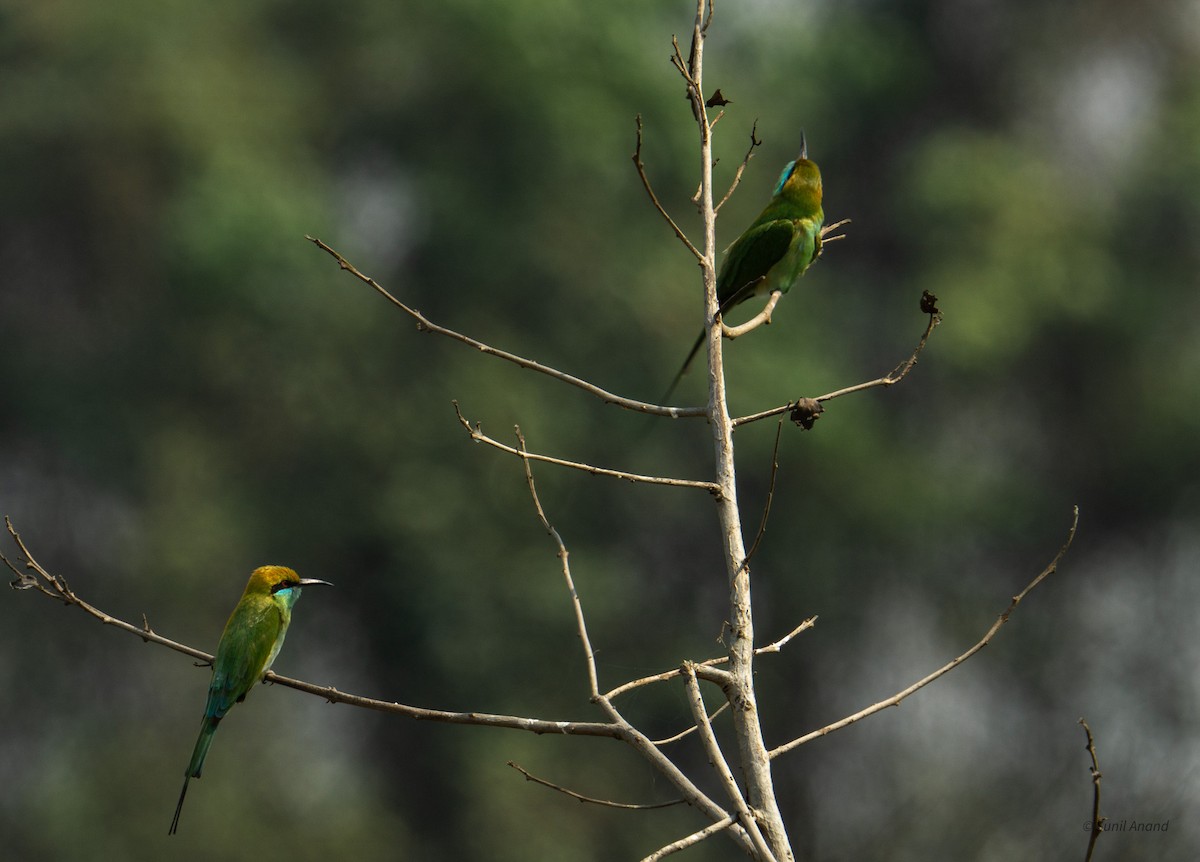 Asian Green Bee-eater - ML621659426