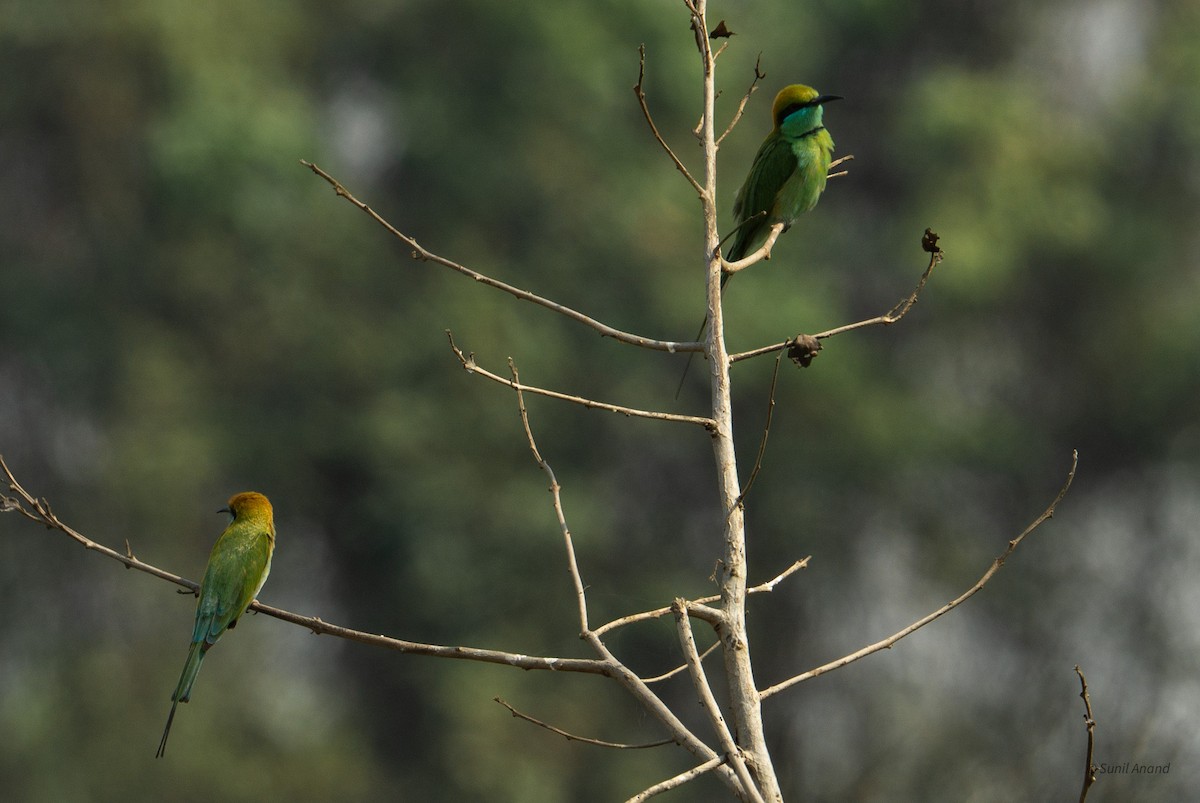 Asian Green Bee-eater - Sunil Anand