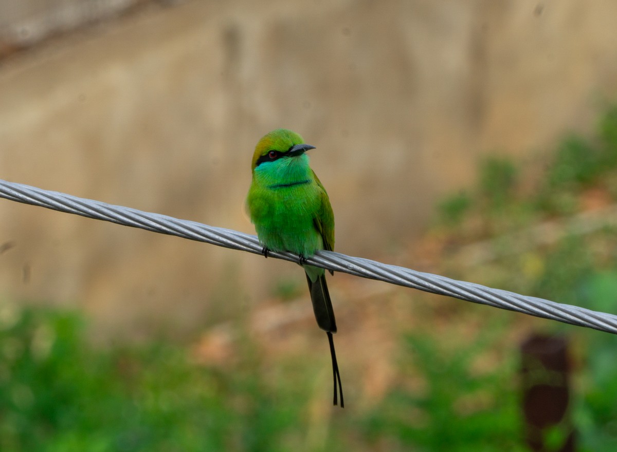 Asian Green Bee-eater - ML621659428