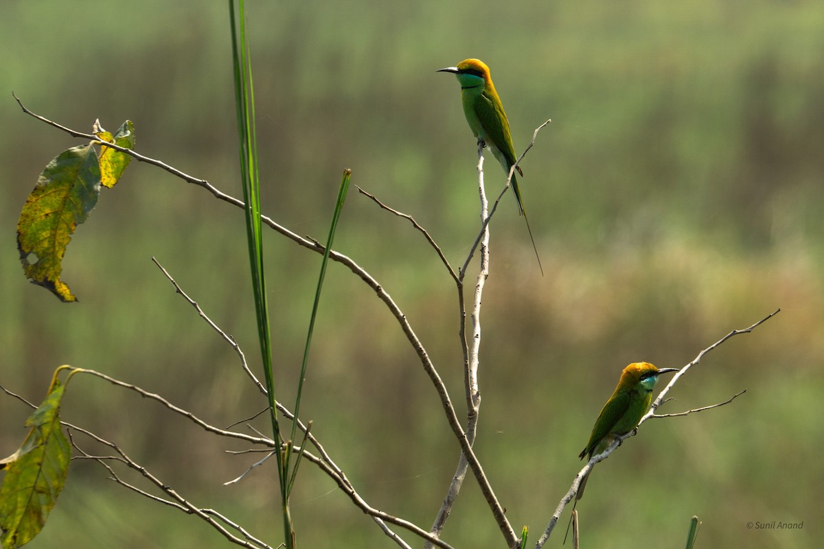 Asian Green Bee-eater - ML621659429