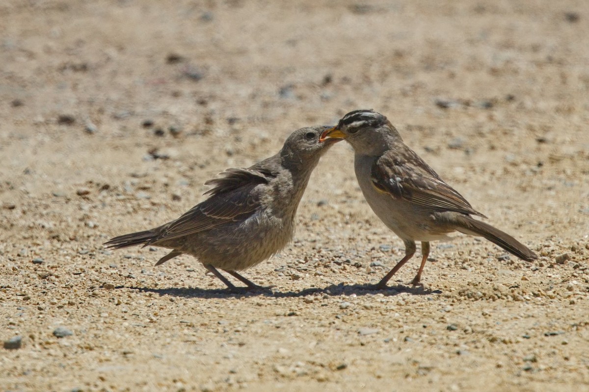 Brown-headed Cowbird - ML621659540