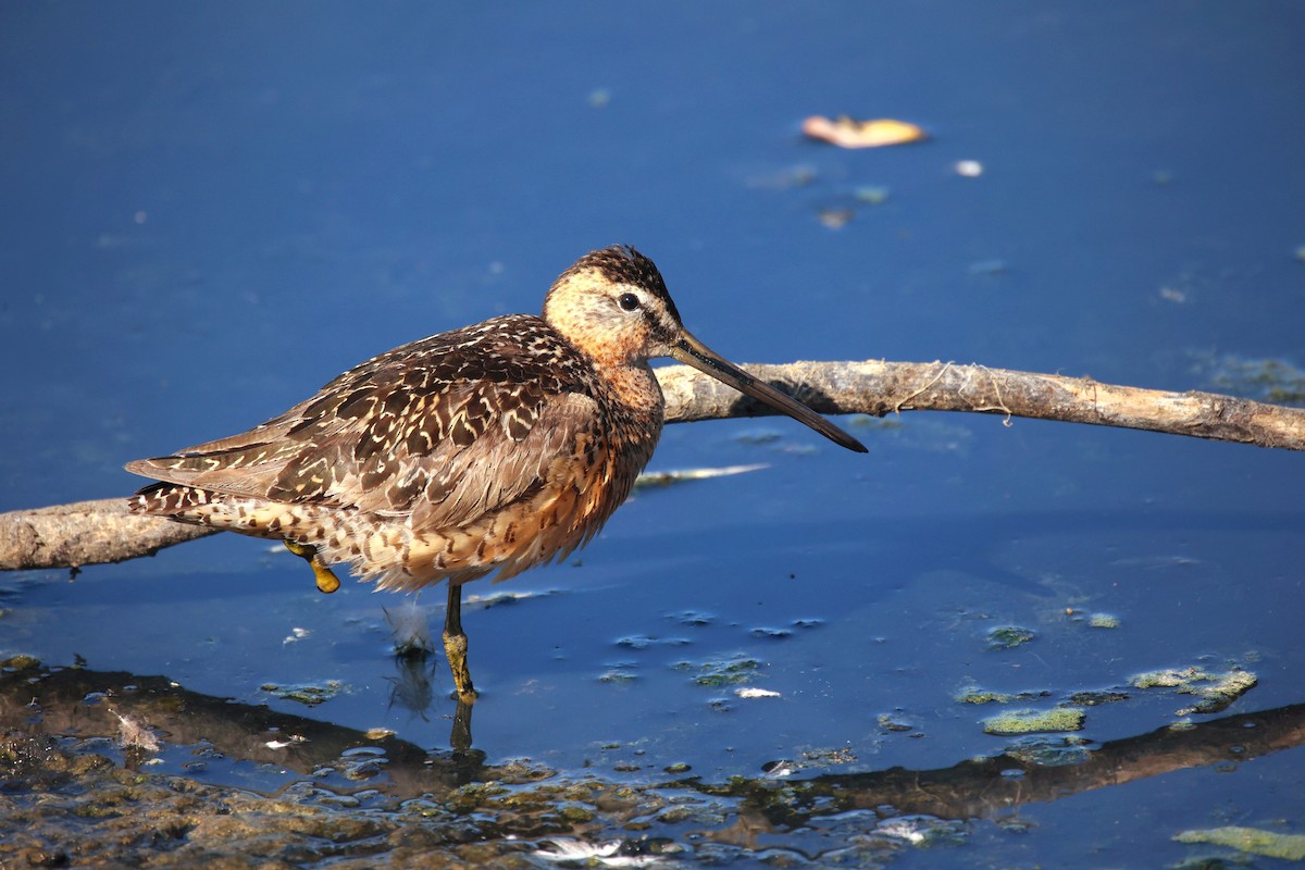 Long-billed Dowitcher - ML621659552