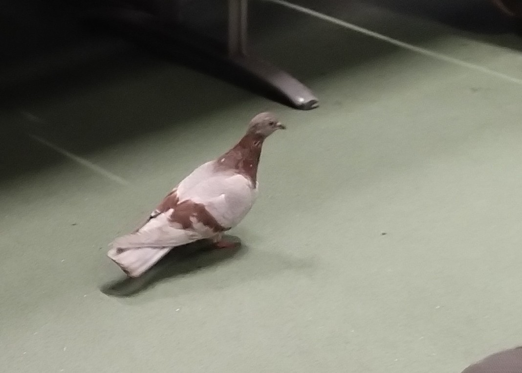Rock Pigeon (Feral Pigeon) - ML621659585