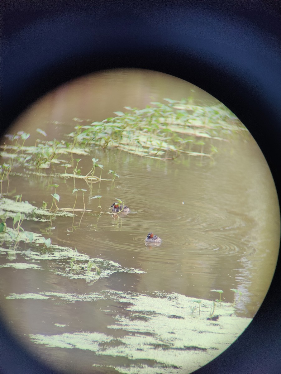 Little Grebe - Adhis Hariharadas