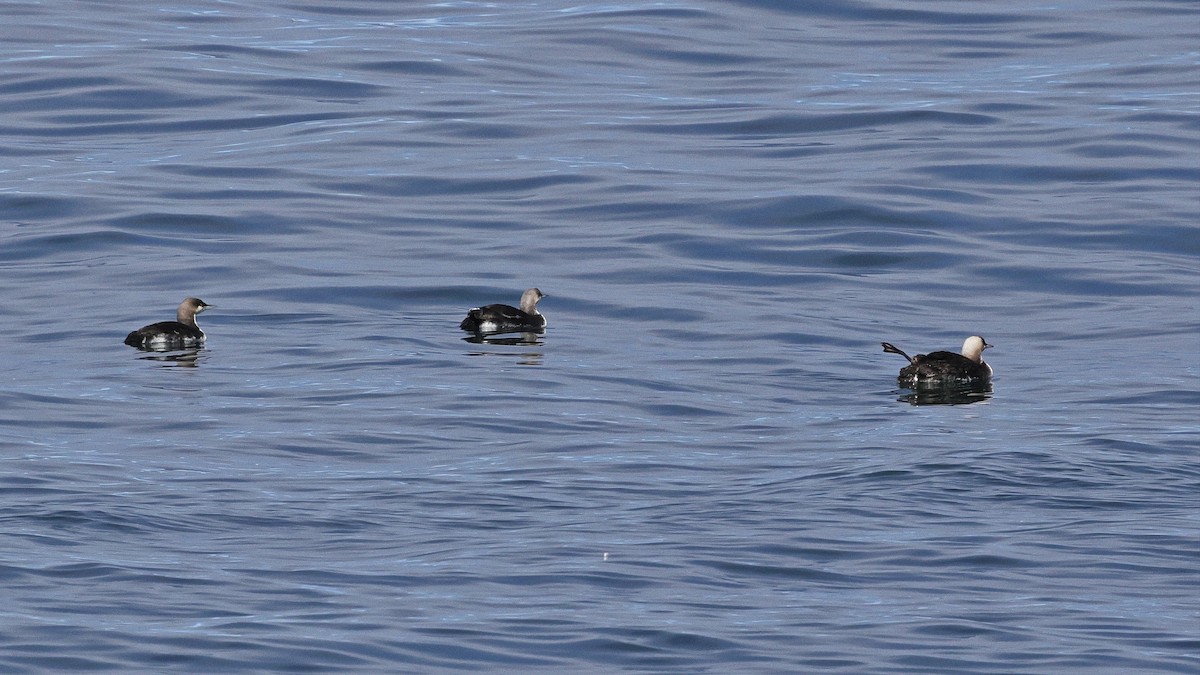 Pacific Loon - ML621659710