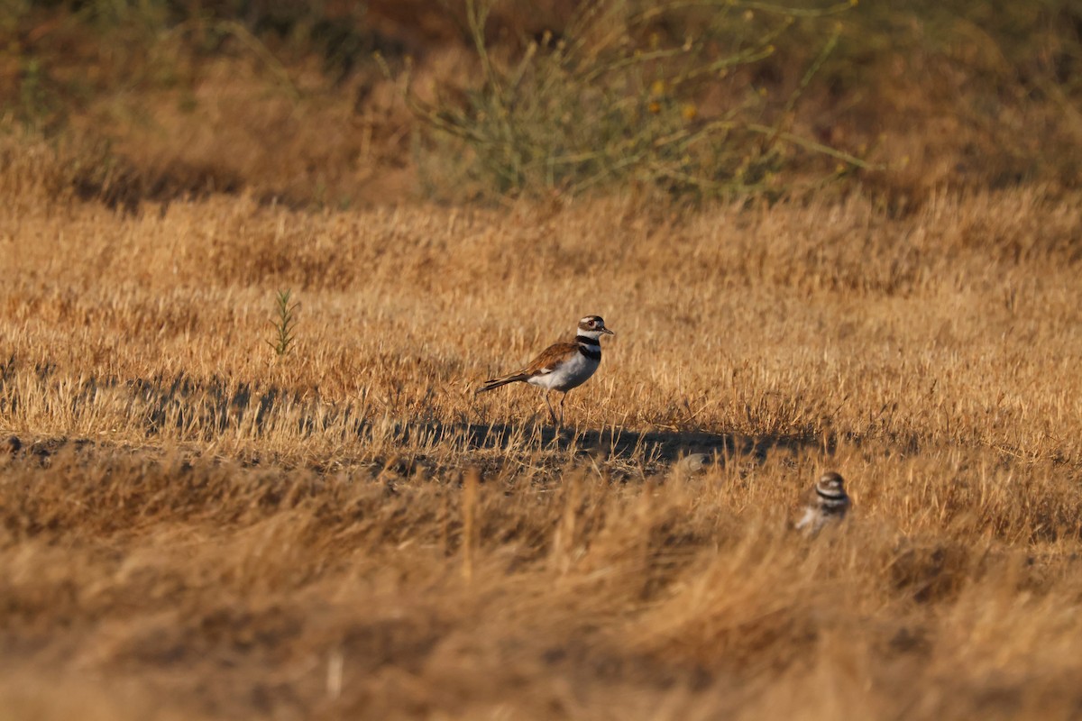 Killdeer - Alex K