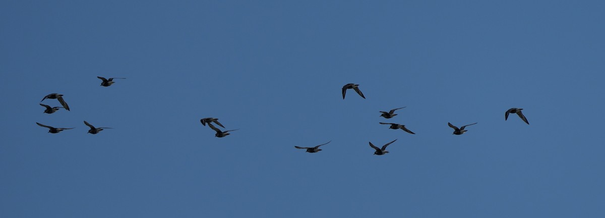 Black-bellied Plover - ML621659856