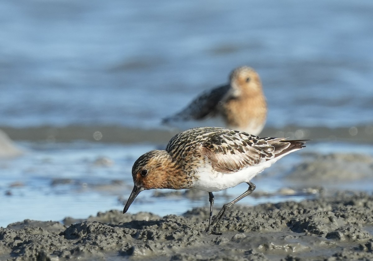 Sanderling - ML621659875