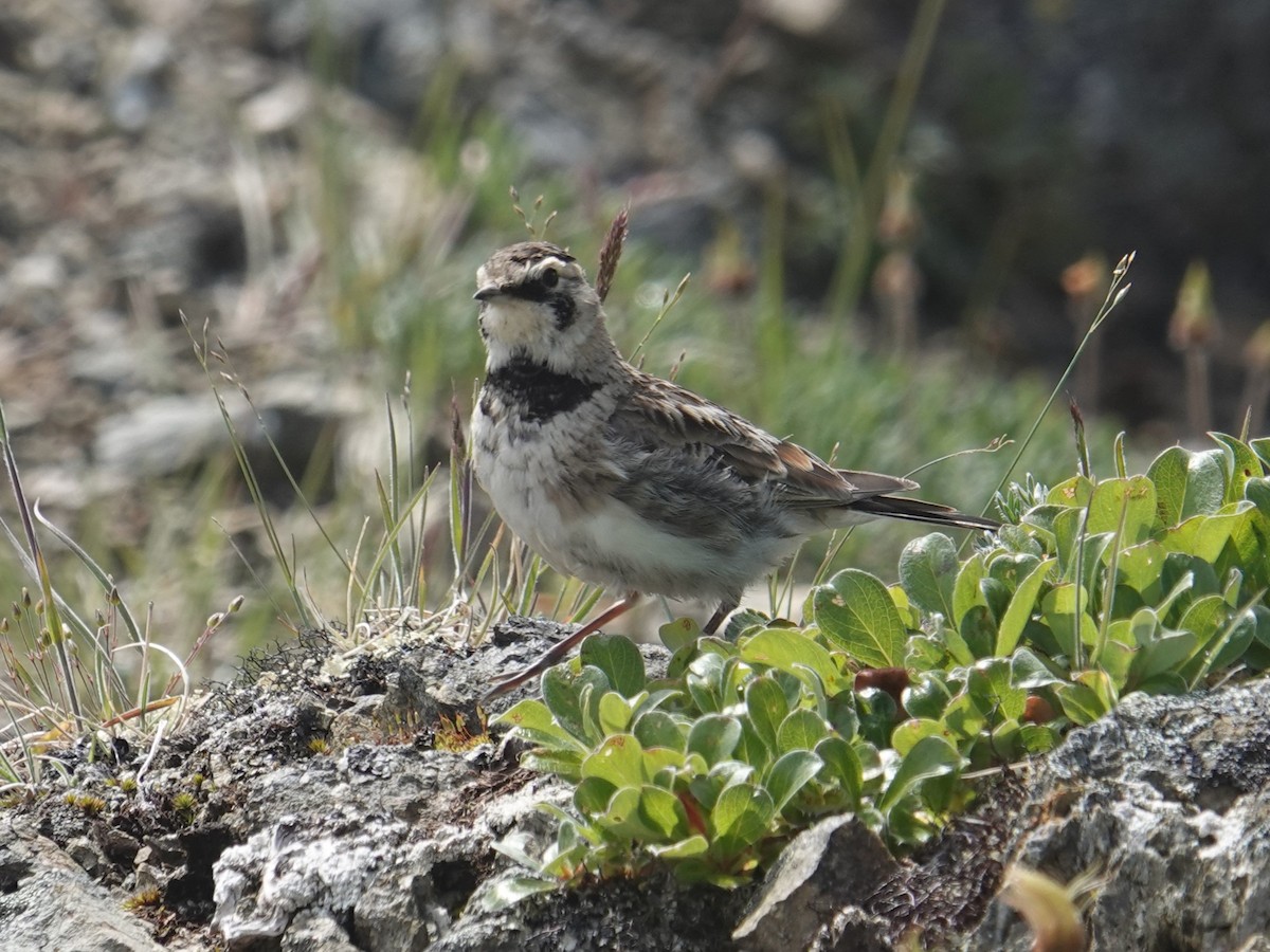 Horned Lark (Western pale Group) - ML621659913