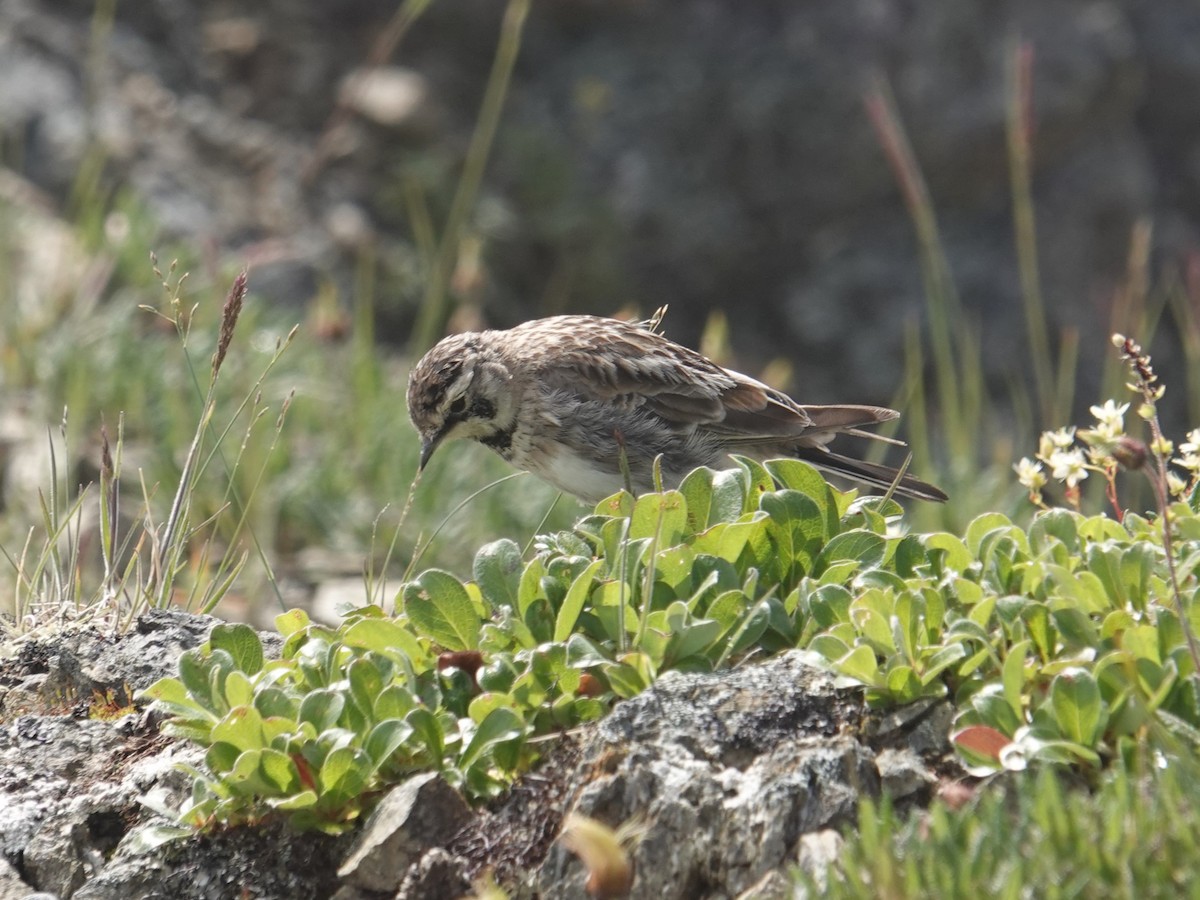 Horned Lark (Western pale Group) - ML621659914