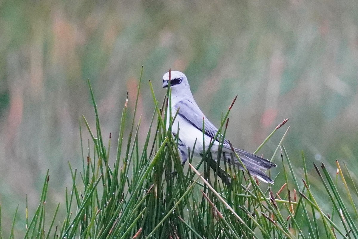 White-bellied Cuckooshrike - ML621660105