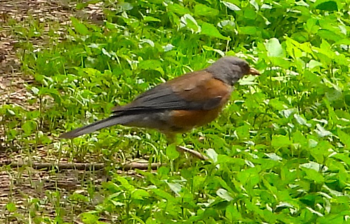 Rufous-backed Robin - ML621660190