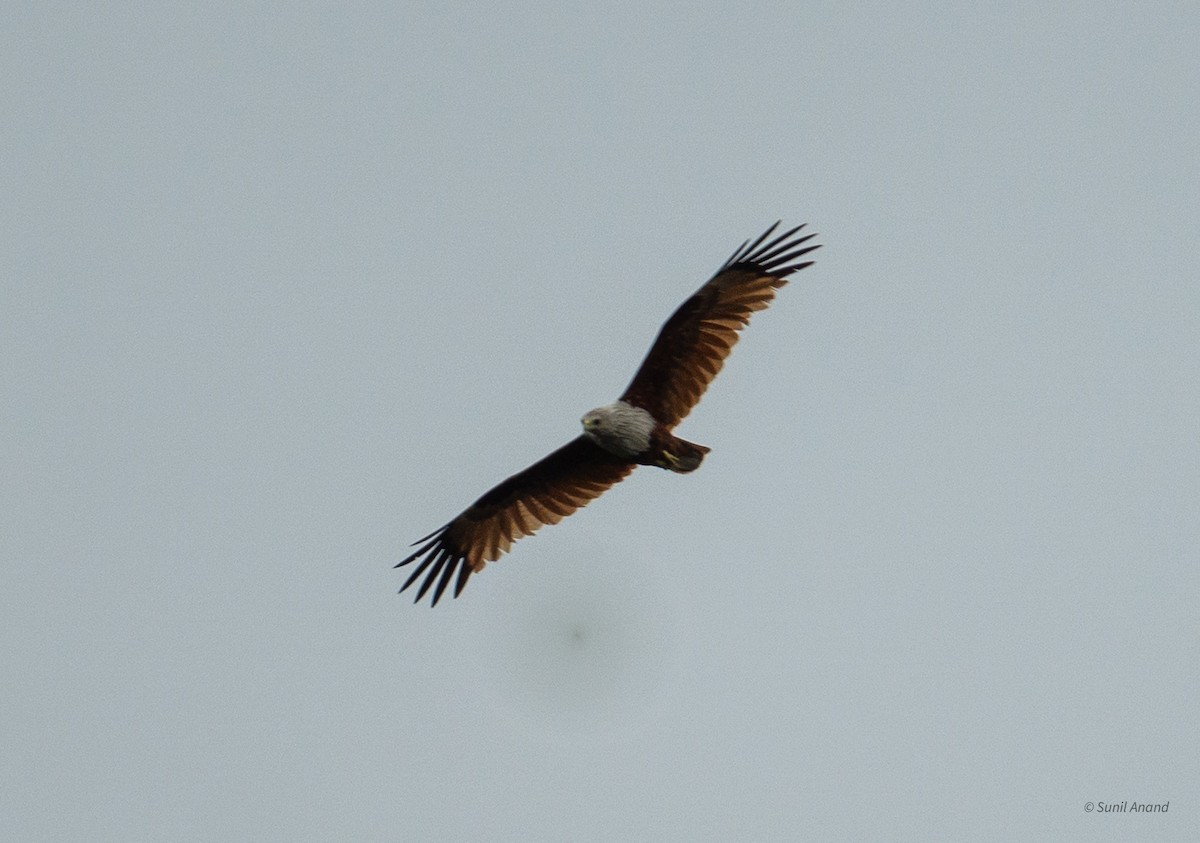 Brahminy Kite - ML621660217